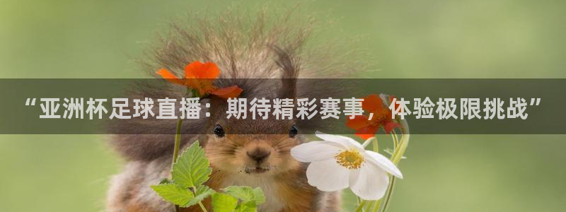 360免费直播超清 看球吧
