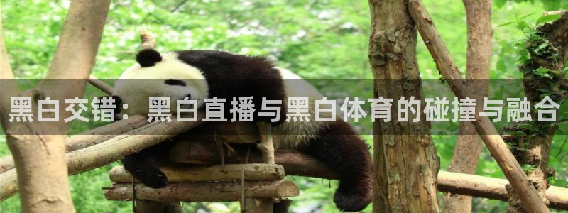 360足球直播