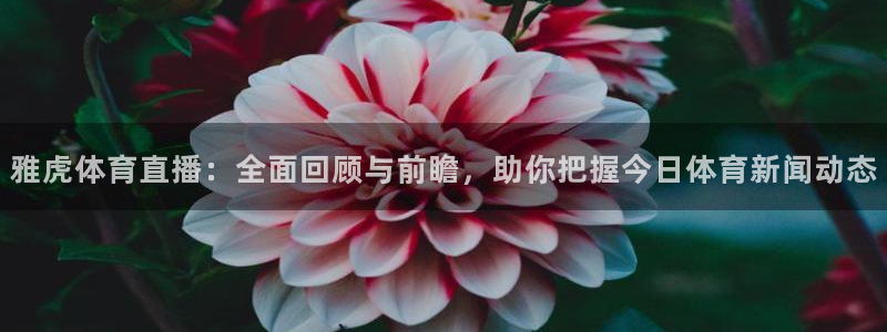 雨燕360体育在线直播手机版